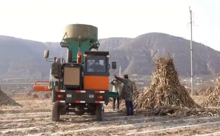 近日，走進曲子鎮(zhèn)孟家寨村，工人們正駕駛農(nóng)機將秸稈打包回收，袁歲寶跟在機器后面細細數(shù)著自家玉米地剛剛打包完成的草包。